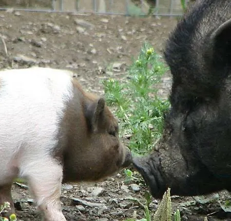 팜스테이 Hof Wieser *