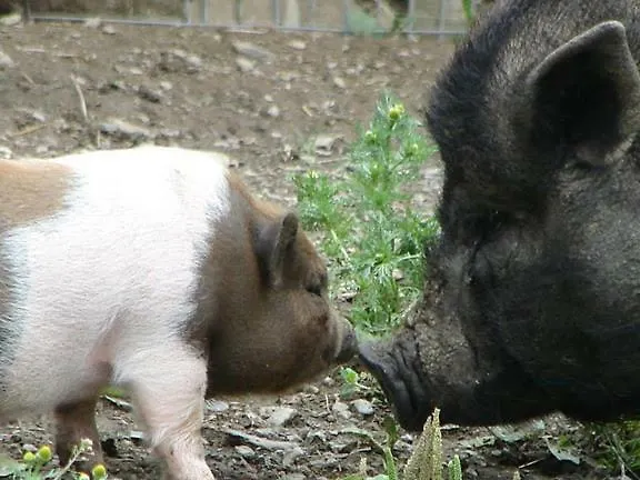 Gospodarstwo agroturystyczne Hof Wieser *